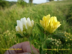 Chamaecytisus austriacus