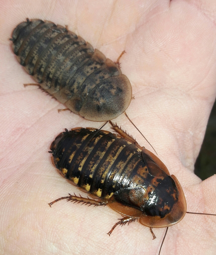 Blaptica
