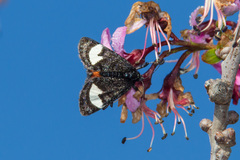 Psychomorpha epimenis