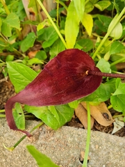 Typhonium roxburghii