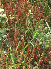 Rumex dentatus