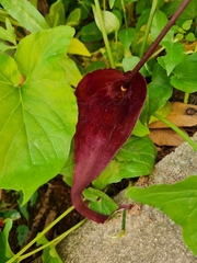 Typhonium roxburghii