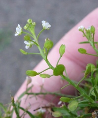 Lepidium virginicum menziesii