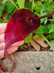 Typhonium roxburghii