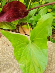 Typhonium roxburghii