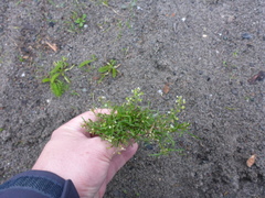 Lepidium virginicum menziesii
