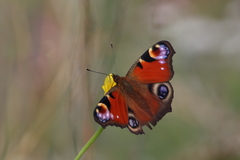 Aglais io