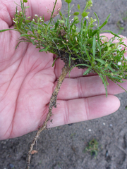 Lepidium virginicum menziesii