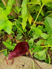 Typhonium roxburghii