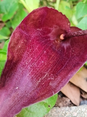 Typhonium roxburghii