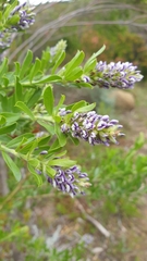 Psoralea spicata