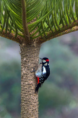 Dendrocopos major thanneri