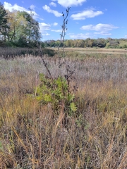 Silphium laciniatum laciniatum