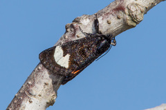 Psychomorpha epimenis