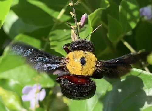 Pubescent Carpenter Bee photo 2