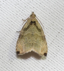 Olethreutes exoletum