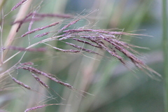 Capillipedium spicigerum