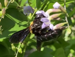 Xylocopa pubescens