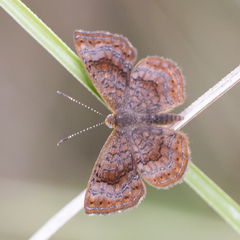 Calephelis braziliensis