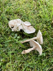 Clitocybe dealbata