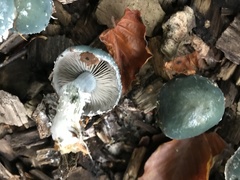 Stropharia aeruginosa