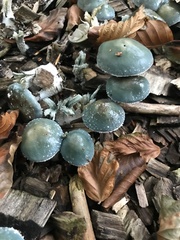 Stropharia aeruginosa