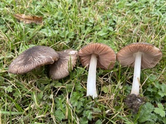 Pluteus ephebeus