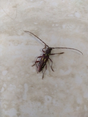 Ambonus distinctus