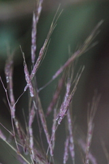 Capillipedium spicigerum