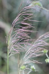 Capillipedium spicigerum