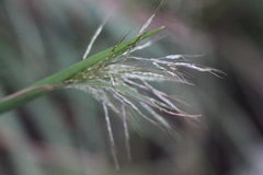 Capillipedium spicigerum