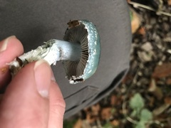 Stropharia aeruginosa