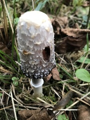 Coprinus comatus