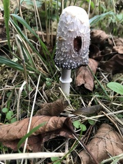 Coprinus comatus