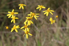 Senecio glaberrimus