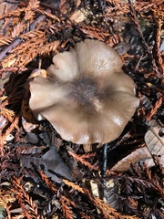 Entoloma subsaundersii