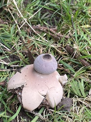 Geastrum fornicatum