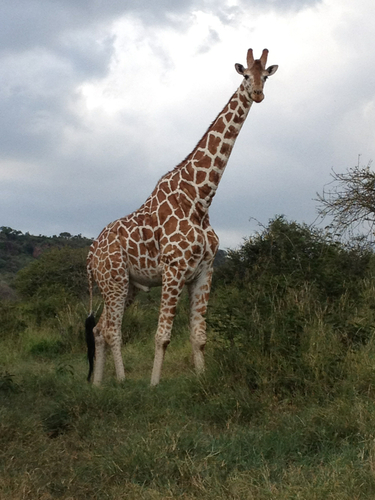 Giraffa reticulata