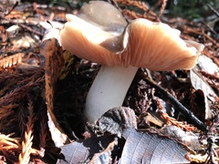 Entoloma subsaundersii