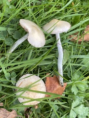 Stropharia pseudocyanea