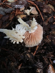 Entoloma subsaundersii