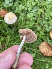 Stropharia pseudocyanea