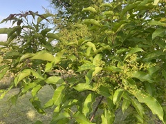 Searsia chirindensis