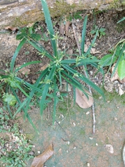 Cyperus laxus