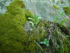 Hylotelephium maximum maximum