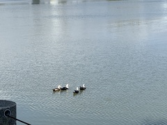 Cairina moschata domestica
