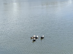 Cairina moschata domestica