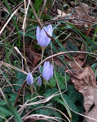 Crocus kotschyanus