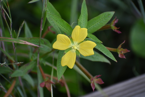Ludwigia octovalvis