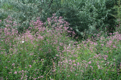 Apocynum venetum